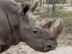 Peneliti Jerman Berhasil Rekayasa Embrio Hibrida Badak Putih Utara