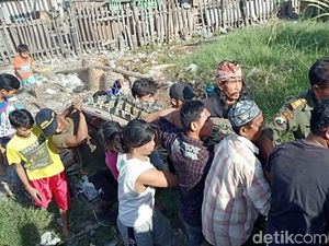 Buaya di Gresik yang Dievakuasi Namanya Pon-pon, Suka Dipijat Lehernya
