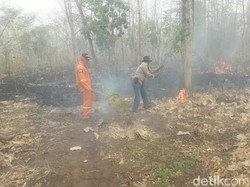 3 Hektar Hutan Baluran Terbakar, Asap Sempat Ganggu Pengguna Jalan