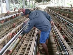 Harga Telur di Pasaran Melonjak, Ini Kata Peternak di Blitar