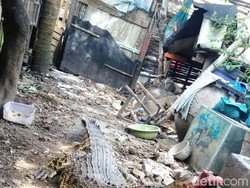 Menu Makan Buaya Pon-pon, Mulai Ikan Kecil Hingga Kepala Ayam