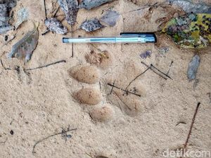 Jejak Harimau Ditemukan di Perkebunan Warga Kampar