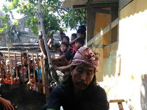 Bagaimana Buaya Pon-pon Mendapatkan Namanya, Begini Ceritanya