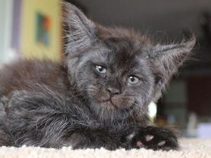 Viral Wajah Kucing Mirip Manusia, Lucu atau Seram?