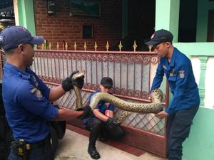 Ular Sanca 3,5 Meter Masuk Teras Rumah Warga di Depok