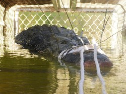 Buaya Raksasa Seberat 600 Kg Berhasil Ditangkap di Australia