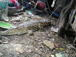 Terkait Mitos, Ini Alasan Andiyas Pelihara Buaya Pon-pon