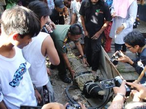 Tetes Air Mata Buaya Pon-pon Sebelum Dievakuasi BKSDA