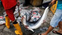Potret Muram Perburuan Ikan Hiu di Utara Jakarta