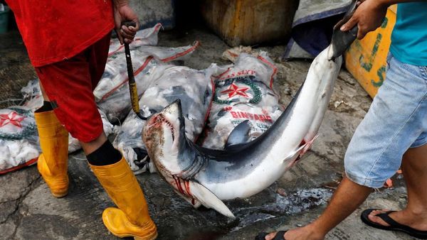 Potret Muram Perburuan Ikan Hiu di Utara Jakarta