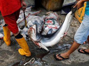 Potret Muram Perburuan Ikan Hiu di Utara Jakarta