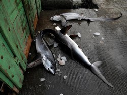 Pemerintah Diminta Sosialisasi Larangan Tangkap Hiu