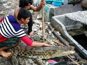 Buaya Pon-pon Ternyata Nakal, Pernah 4 Kali Kabur dari Kandang