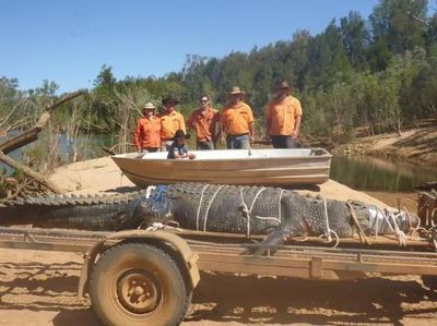 Penampakan Buaya Raksasa 600 Kg yang Ditangkap di Australia