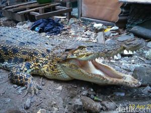Cerita Buaya Pon-Pon yang Doyan Pijat dan Nangis Saat Dievakuasi Cerita Buaya Pon-Pon yang Doyan Pijat dan Nangis Saat Dievakuasi