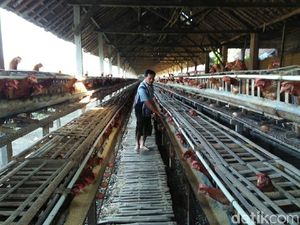 Pilu Peternak, Harga Telur Melejit Tapi Penghasilan Malah Merugi