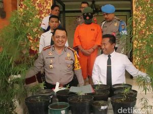 Tanam 22 Pohon Ganja, Desainer Ditangkap di Bali
