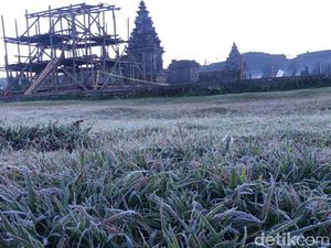 Foto: Dieng yang Membeku Diselimuti Es