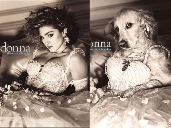 Lucu! Parodi Foto Ikonik Madonna