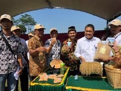 Kemendes: Dana Desa Dukung Penangkaran Benih Unggul Pertanian