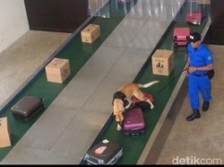 Saat 4 Anjing K9 BNN Beraksi di Depan Wiranto