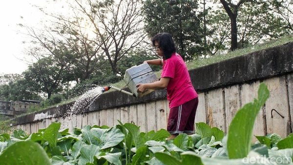 Mengintip Kehidupan Petani Sawi di Pinggir Banjir Kanal Timur