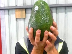 Begini Tampilan Avozilla, Alpukat Raksasa Seberat 1,7 Kg Per Buahnya
