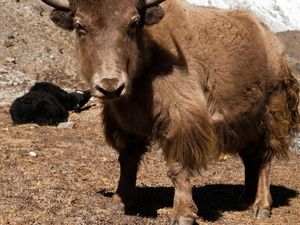 Daftar Nama Hewan Huruf Y yang Jarang Diketahui