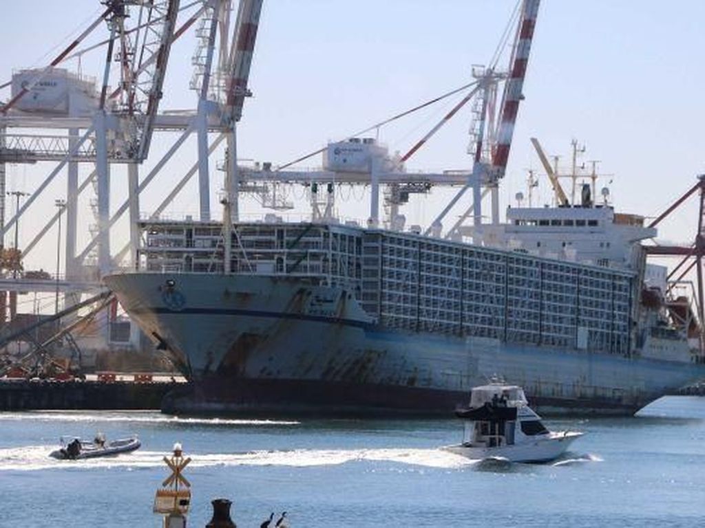 Pengiriman 45.000 Domba Australia ke Kuwait Diprotes Pengiriman 45.000 Domba Australia ke Kuwait Diprotes