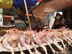 Pedagang Daging Ayam di Sleman Mogok Jualan