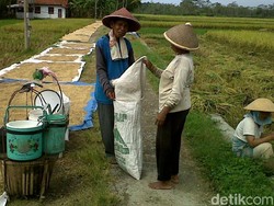 Upah Buruh Tani Naik Tipis jadi Rp 52.200/Hari