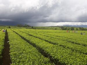 Kebun Teh Instagenic dari Jambi