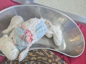 Telan Boneka Sapi, Ular Piton Ini Terpaksa Dioperasi