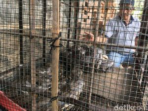 Sanca Tangkapan Warga Kampung Ular Mendadak Jadi Obyek Wisata Sanca Tangkapan Warga Kampung Ular Mendadak Jadi Obyek Wisata