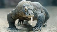 DRGN-1: Rahasia Jutaan Tahun 'Kesaktian' Komodo