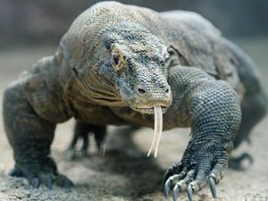 10 Destinasi Terbaik Asia 2018 Versi Lonely Planet, Ada Komodo 10 Destinasi Terbaik Asia 2018 Versi Lonely Planet, Ada Komodo