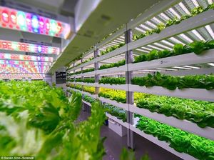 Tanpa Sinar Matahari, Smart Farm Ini Hasilkan 10 Ton Sayuran Per Hari