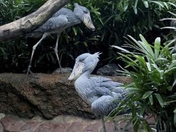 Ada Burung Purba Hidup di Singapura, Ini Wujudnya