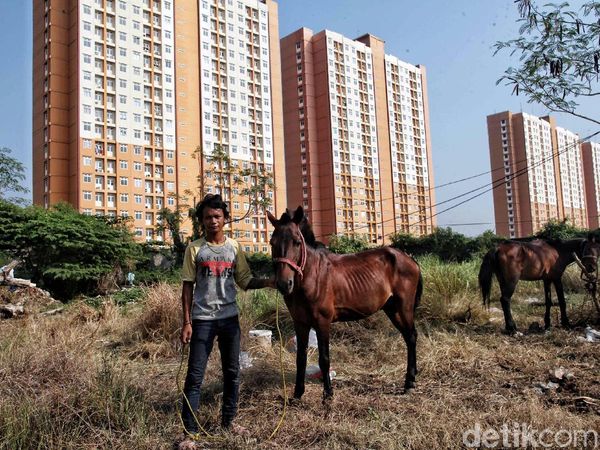 Kondisi Memprihatinkan Para Penarik Delman Jelang Asian Games 2018