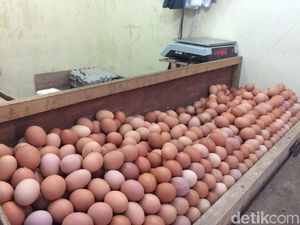 Timses Prabowo Beberkan Jurus Pangkas Harga Telur Timses Prabowo Beberkan Jurus Pangkas Harga Telur