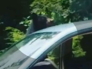 Ketahuan! Beruang Curi Makan Siang Perawat di Mobil