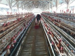 Respons Peternak di Ciamis soal Harga Telur Ayam Melejit