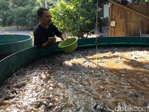 5 Cara Budidaya Ikan Lele dengan Terpal yang Mudah bagi Pemula 5 Cara Budidaya Ikan Lele dengan Terpal yang Mudah bagi Pemula