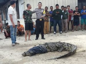 Buaya 3 Meter Ditangkap di Kebun Sawit Aceh