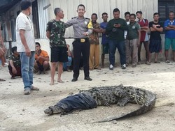 Buaya 3 Meter Ditangkap di Kebun Sawit Aceh