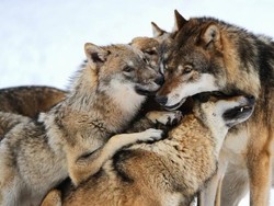 Hadiah Rp 117 Juta Jika Bantu Tangkap Pembunuh Serigala di Jerman