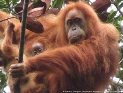 Temuan Bayi Kembar Orangutan Tapanuli Soroti Ancaman Pembangunan PLTA