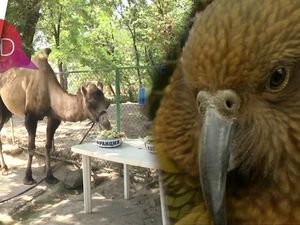 Video: Betet dan Unta Ini Jagokan Prancis