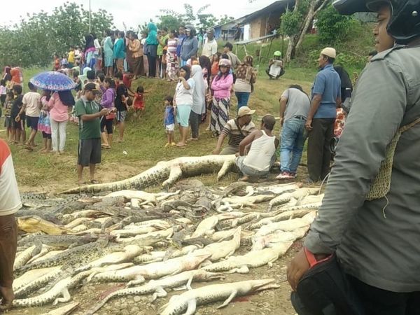 Penampakan 292 Ekor Buaya yang Dibantai di Sorong