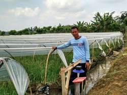 Cara Petani Bawang Merah Hindari Penyakit Inul di Musim Hujan